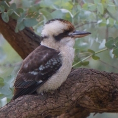 Dacelo novaeguineae at Acton, ACT - 7 May 2019 06:32 AM