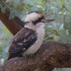 Dacelo novaeguineae at Acton, ACT - 7 May 2019 06:32 AM