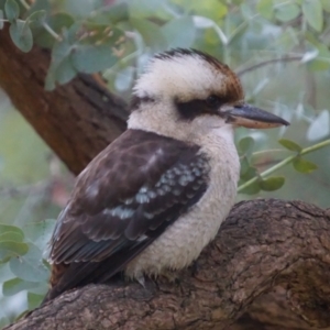 Dacelo novaeguineae at Acton, ACT - 7 May 2019 06:32 AM