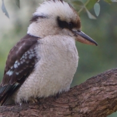 Dacelo novaeguineae at Acton, ACT - 7 May 2019