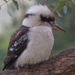 Dacelo novaeguineae at Acton, ACT - 7 May 2019 06:32 AM