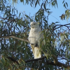 Cacatua galerita (Sulphur-crested Cockatoo) at ANU Dickson Precinct - 24 Apr 2019 by MReevesii00milktea