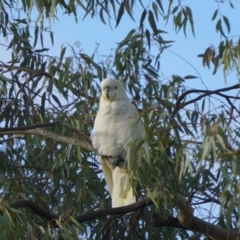 Cacatua galerita at Acton, ACT - 24 Apr 2019 05:51 AM