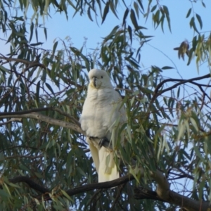 Cacatua galerita at Acton, ACT - 24 Apr 2019