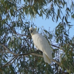 Cacatua galerita at Acton, ACT - 24 Apr 2019