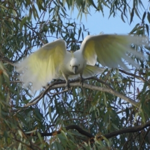 Cacatua galerita at Acton, ACT - 24 Apr 2019 05:51 AM