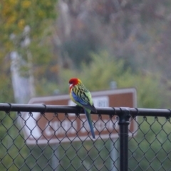 Platycercus eximius (Eastern Rosella) at ANU Dickson Precinct - 7 May 2019 by MReevesii00milktea