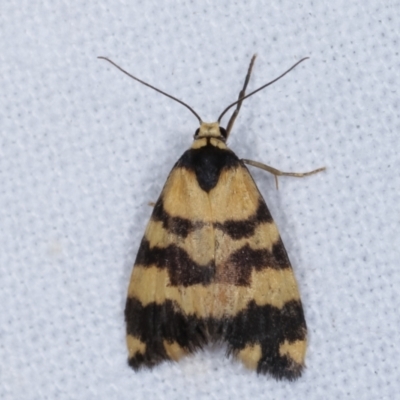 Thallarcha partita (Dark-banded Footman) at Melba, ACT - 1 Mar 2021 by kasiaaus