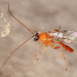 Ichneumonidae (family) at Melba, ACT - 1 Mar 2021 11:26 PM