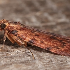 Mimaglossa nauplialis and habitalis at Melba, ACT - 1 Mar 2021 11:29 PM