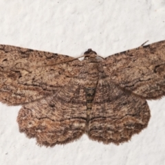 Ectropis excursaria (Common Bark Moth) at Melba, ACT - 1 Mar 2021 by kasiaaus