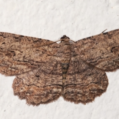Ectropis excursaria (Common Bark Moth) at Melba, ACT - 1 Mar 2021 by kasiaaus