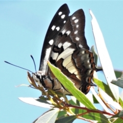 Charaxes sempronius (Tailed Emperor) at Coree, ACT - 5 Mar 2021 by JohnBundock