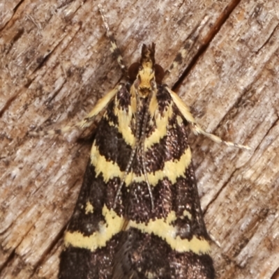 Scoparia spelaea (a Crambid moth) at Melba, ACT - 1 Mar 2021 by kasiaaus