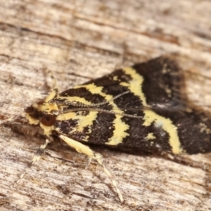 Scoparia spelaea at Melba, ACT - 1 Mar 2021