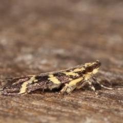 Scoparia spelaea at Melba, ACT - 1 Mar 2021