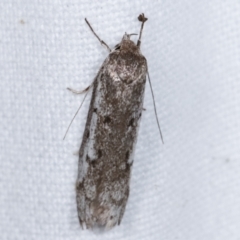 Oecophoridae (family) (Unidentified Oecophorid concealer moth) at Melba, ACT - 1 Mar 2021 by kasiaaus