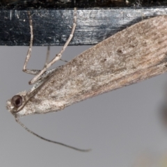 Heteromicta pachytera (Galleriinae subfamily moth) at Melba, ACT - 20 Feb 2021 by Bron