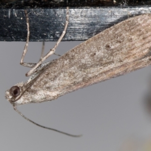 Heteromicta pachytera at Melba, ACT - 20 Feb 2021 09:45 AM