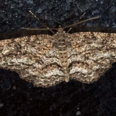 Ectropis fractaria (Ringed Bark Moth) at Melba, ACT - 20 Feb 2021 by Bron