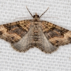 Epyaxa sodaliata (Sodaliata Moth, Clover Moth) at Melba, ACT - 19 Feb 2021 by Bron