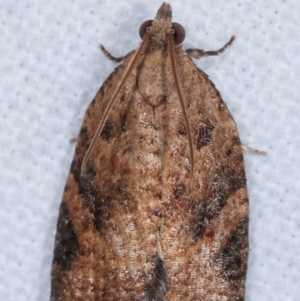 Anisogona similana at Melba, ACT - 1 Mar 2021 11:40 PM