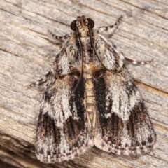 Spectrotrota fimbrialis (A Pyralid moth) at Melba, ACT - 1 Mar 2021 by kasiaaus