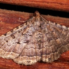 Diatenes aglossoides (An Erebid Moth) at Melba, ACT - 2 Mar 2021 by kasiaaus