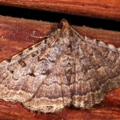 Diatenes aglossoides (An Erebid Moth) at Melba, ACT - 2 Mar 2021 by kasiaaus