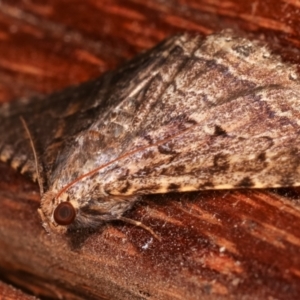 Diatenes aglossoides at Melba, ACT - 2 Mar 2021 09:21 PM