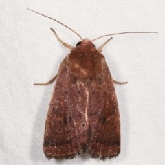 Diarsia intermixta (Chevron Cutworm, Orange Peel Moth.) at Melba, ACT - 2 Mar 2021 by kasiaaus