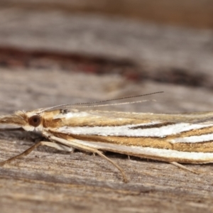 Hednota species near grammellus at Melba, ACT - 2 Mar 2021