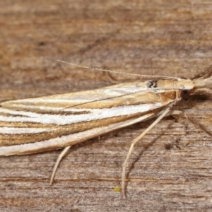 Hednota species near grammellus at Melba, ACT - 2 Mar 2021