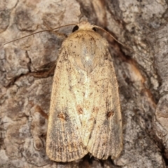 Proteuxoa (genus) (A Noctuid moth) at Melba, ACT - 2 Mar 2021 by kasiaaus
