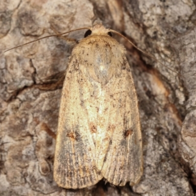 Proteuxoa (genus) (A Noctuid moth) at Melba, ACT - 2 Mar 2021 by kasiaaus