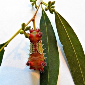 Doratifera vulnerans at Crooked Corner, NSW - 5 Mar 2021 07:08 PM