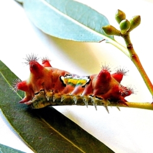 Doratifera vulnerans at Crooked Corner, NSW - 5 Mar 2021 07:08 PM