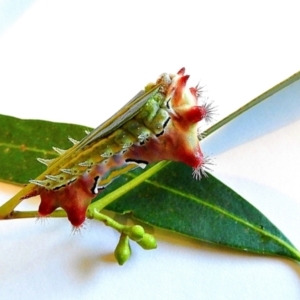 Doratifera vulnerans at Crooked Corner, NSW - 5 Mar 2021 07:08 PM