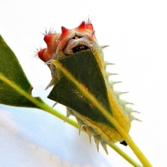 Doratifera vulnerans at Crooked Corner, NSW - 5 Mar 2021 07:08 PM