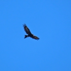 Aquila audax at Hume, ACT - 5 Mar 2021 10:55 AM