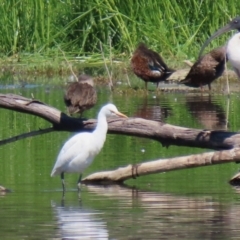 Bubulcus coromandus (Eastern Cattle Egret) at Fyshwick, ACT - 5 Mar 2021 by RodDeb