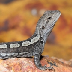 Amphibolurus muricatus (Jacky Lizard) at Downer, ACT - 5 Mar 2021 by TimL