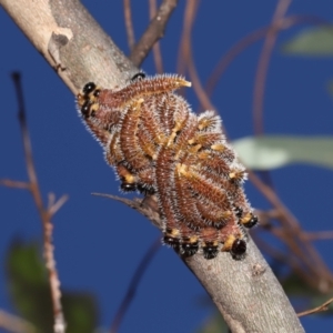 Pergidae sp. (family) at Downer, ACT - 5 Mar 2021