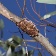 Pergidae sp. (family) at Downer, ACT - 5 Mar 2021 11:19 AM