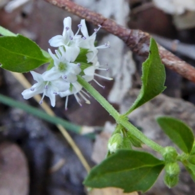 Mentha diemenica (Wild Mint, Slender Mint) at Yass River, NSW - 5 Mar 2021 by SenexRugosus