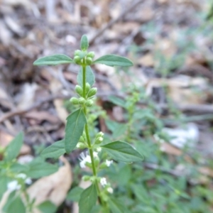 Mentha diemenica at Yass River, NSW - 5 Mar 2021 04:35 PM