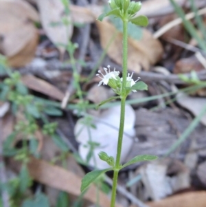 Mentha diemenica at Yass River, NSW - 5 Mar 2021 04:35 PM