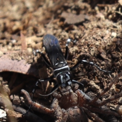 Turneromyia sp. (genus) (Zebra spider wasp) at Cook, ACT - 3 Mar 2021 by Tammy