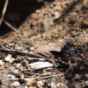 Isopeda or Isopedella sp. (genus) at Cook, ACT - 4 Mar 2021