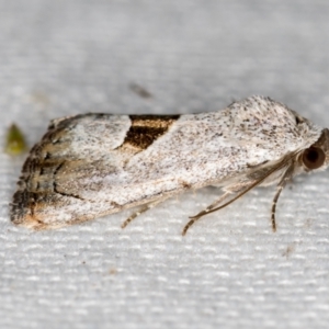 Armactica conchidia at Melba, ACT - 20 Feb 2021